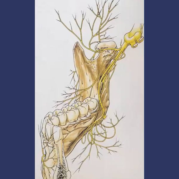 Mandibular Nerves Mandibular Nerves